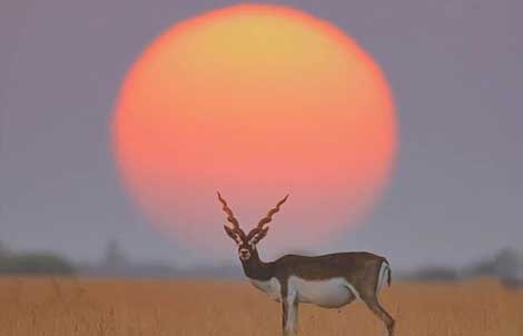  blackbuck visit time