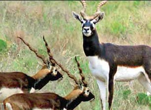blackbuck news and blogs