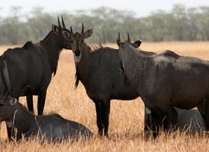  blackbuck news and blogs