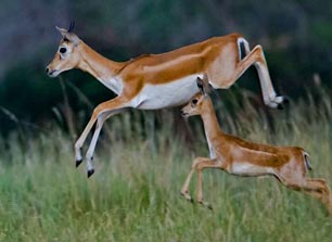  blackbuck news and blogs