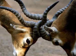  blackbuck news and blogs