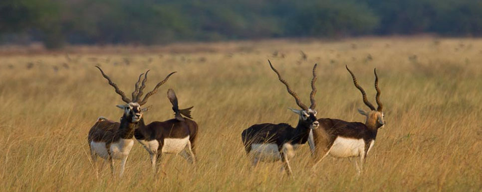 blackbuck safari