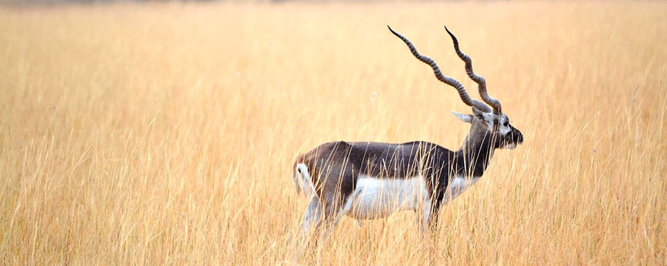 blackbuck safari