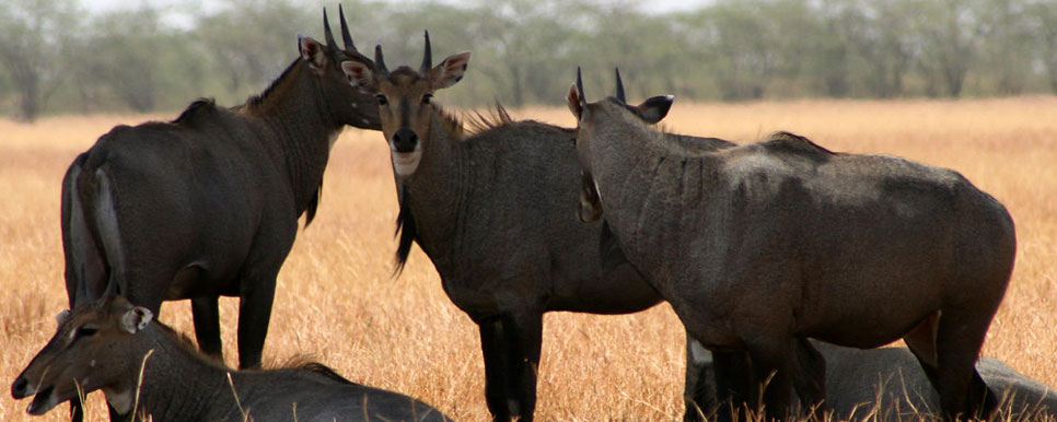 blackbuck safari