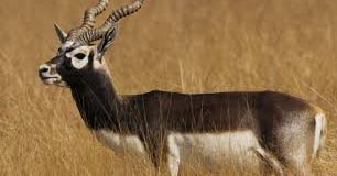 blackbuck tour