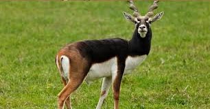 blackbuck tours