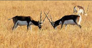blackbuck package