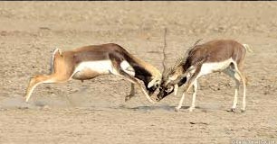blackbuck packages