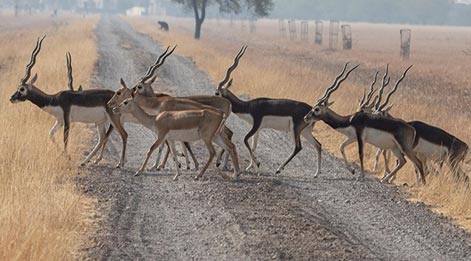  tour in blackbuck