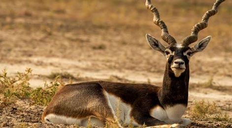  reach blackbuck