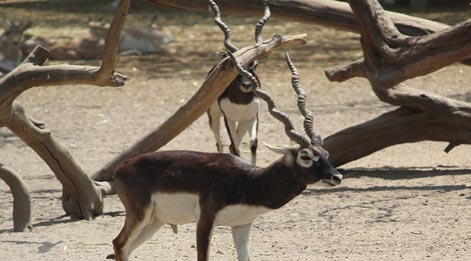  things to do in blackbuck