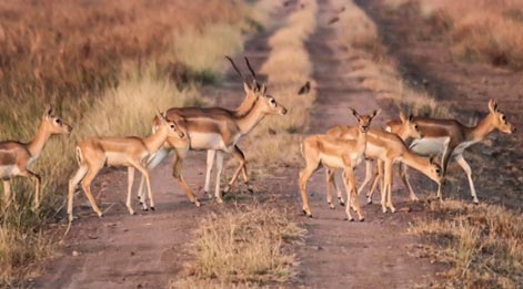 blackbuck tour plan