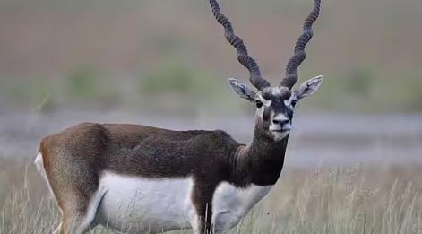 blackbuck things to do