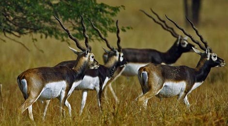 how to reach blackbuck