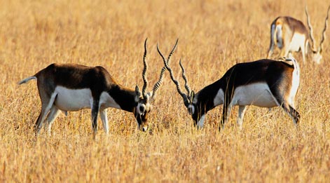 fauna in blackbuck