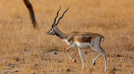  flora in blackbuck