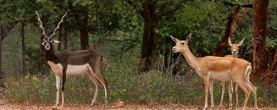 blackbuck view