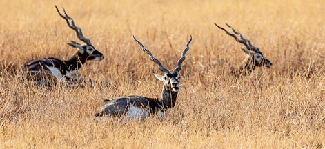 blackbuck tour