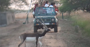 blackbuck tour package