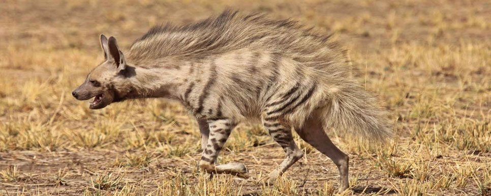 blackbuck hyena