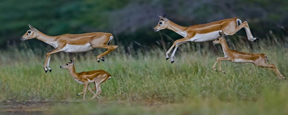 velavadar jungle safari