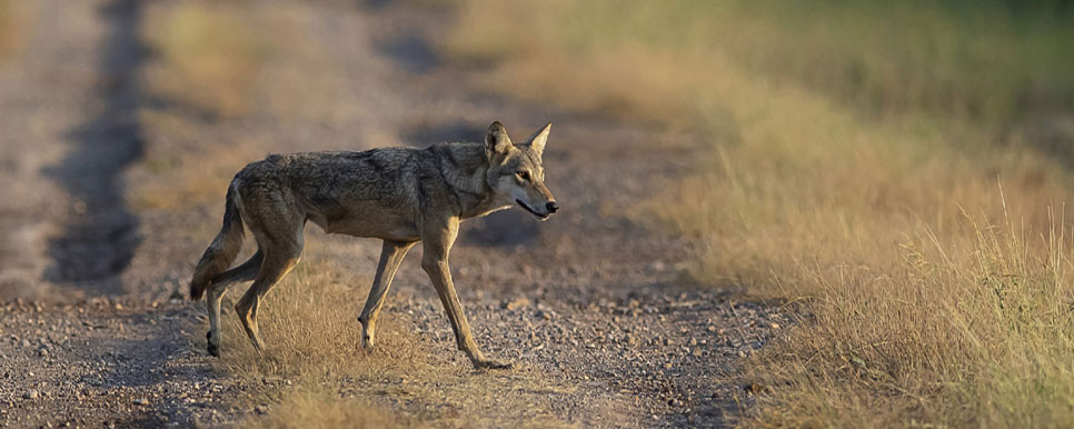 velavadar wolf