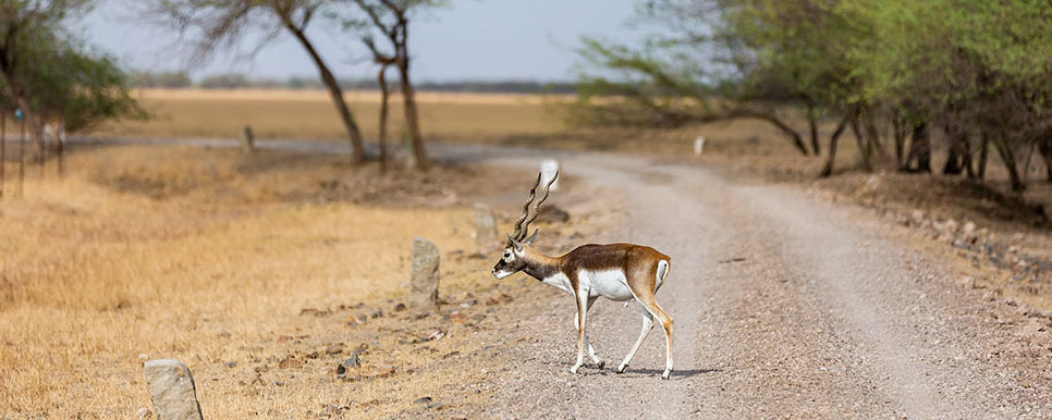blackbuck park